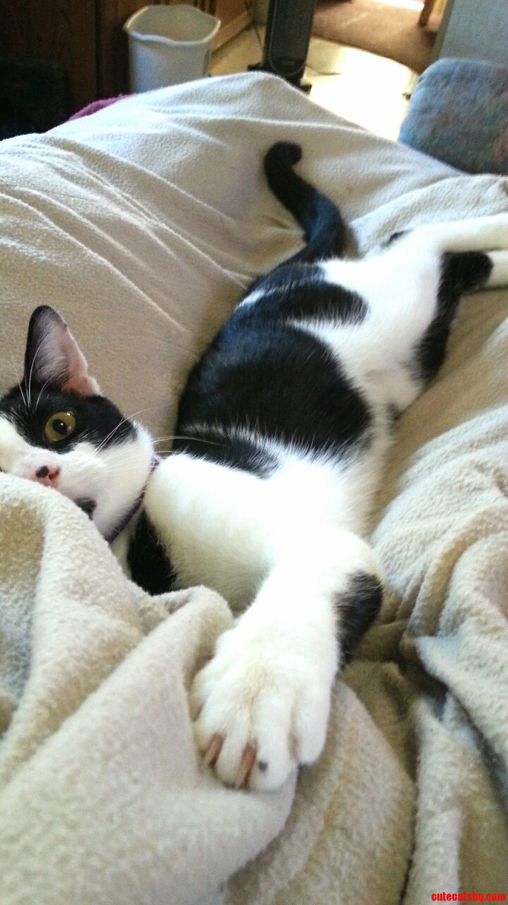 Hes Got That Look in His Eye. My Friends 8 Month Old Kitten Domino After Trying to Kill My Feet.