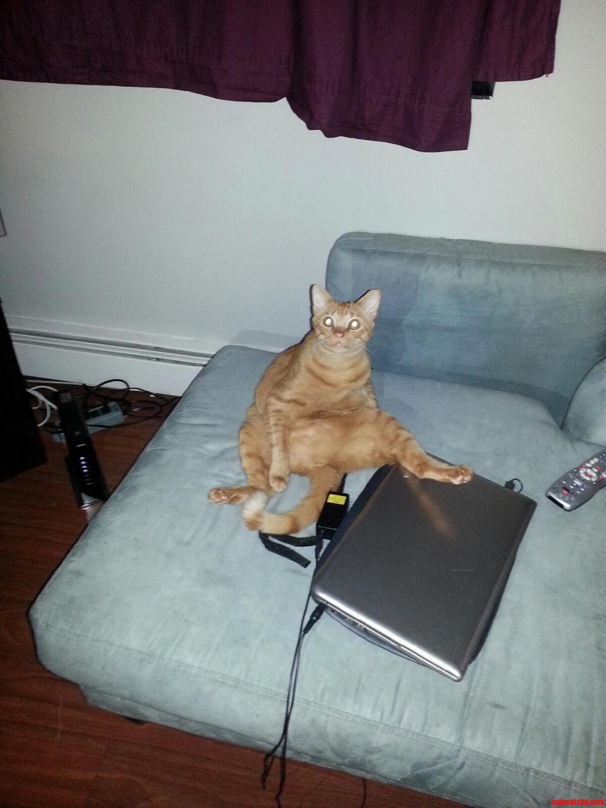 Hes My Derpy Kitty.
