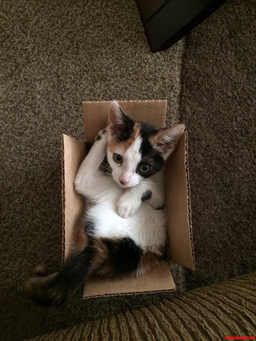Hey Guys Its the Cat Tree Avenger Here