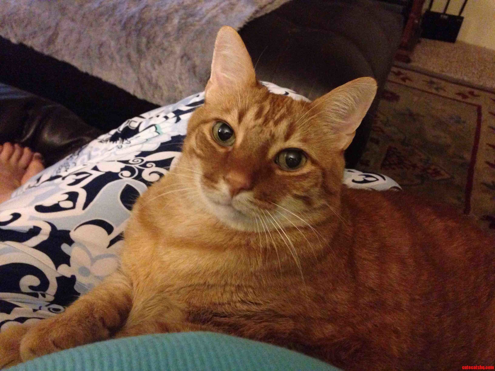 His Name Is Yikes and He Is 27lbs.