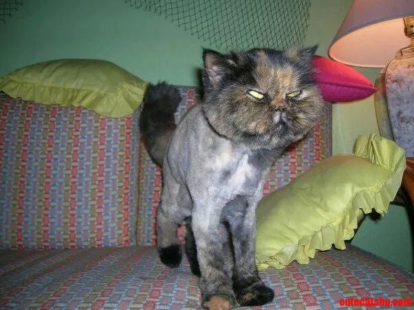 Hootie the Ron Swanson Tortie