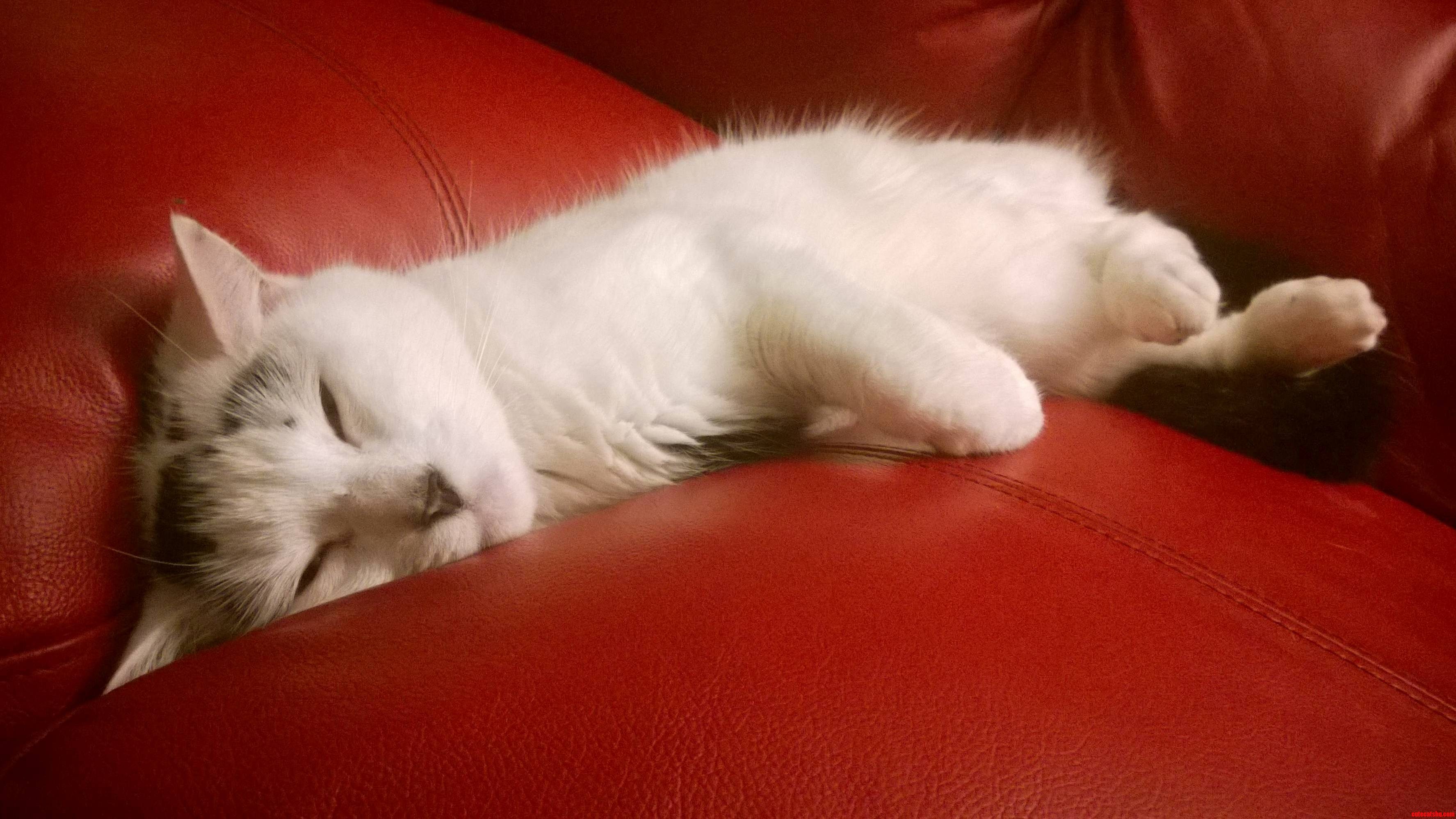 Hungry Sofa Tasty Cat.