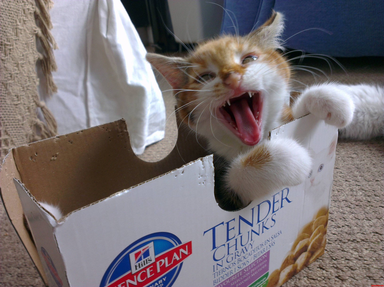 I Am Lila Hear Me Roar