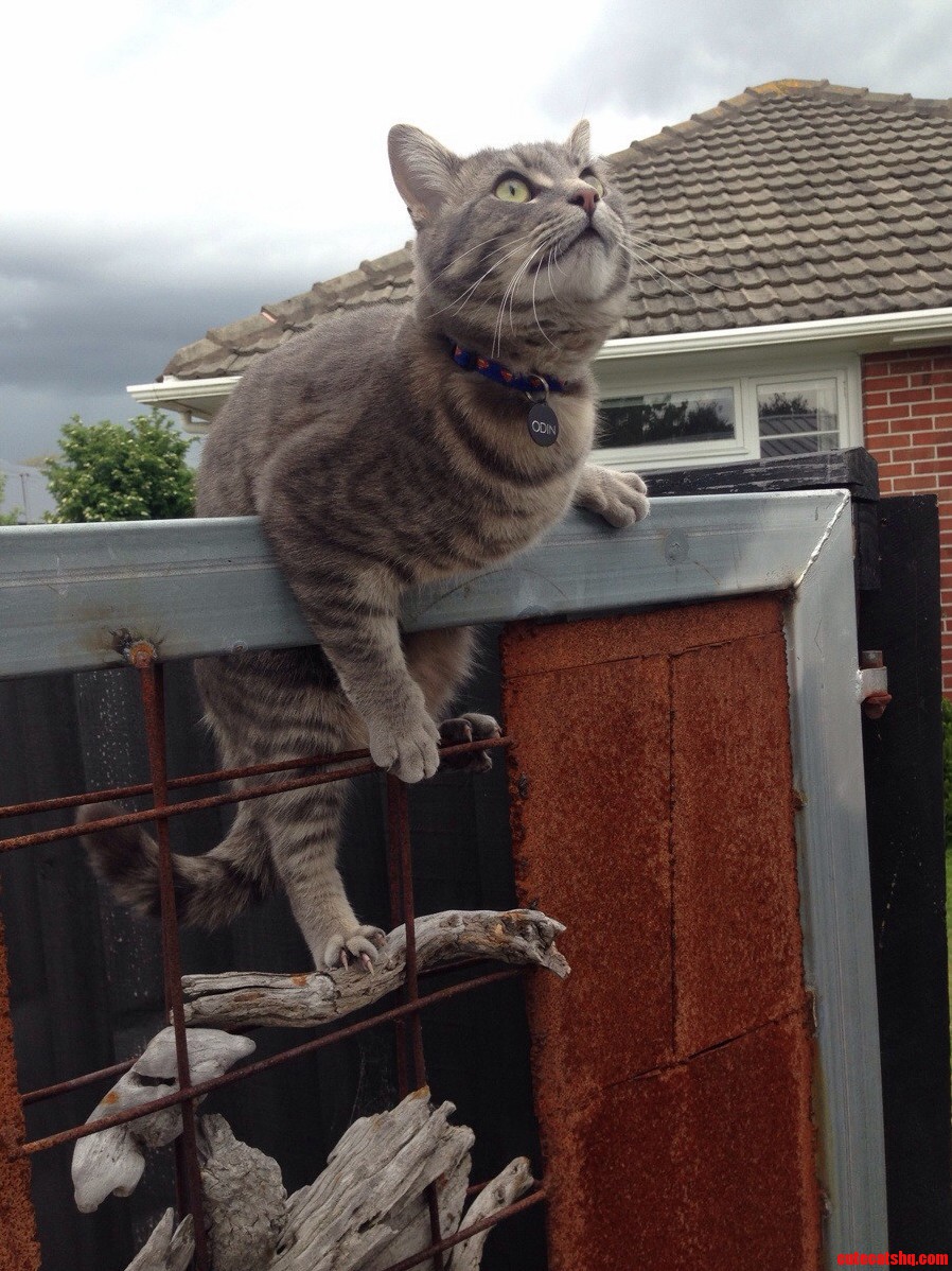 I Am the Gatekeeper