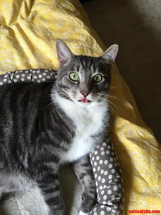I Cannot Not Share This Blep from My Sisters Cat Wheelbarrow Joe. Hope It Brings a Smile to Your Face