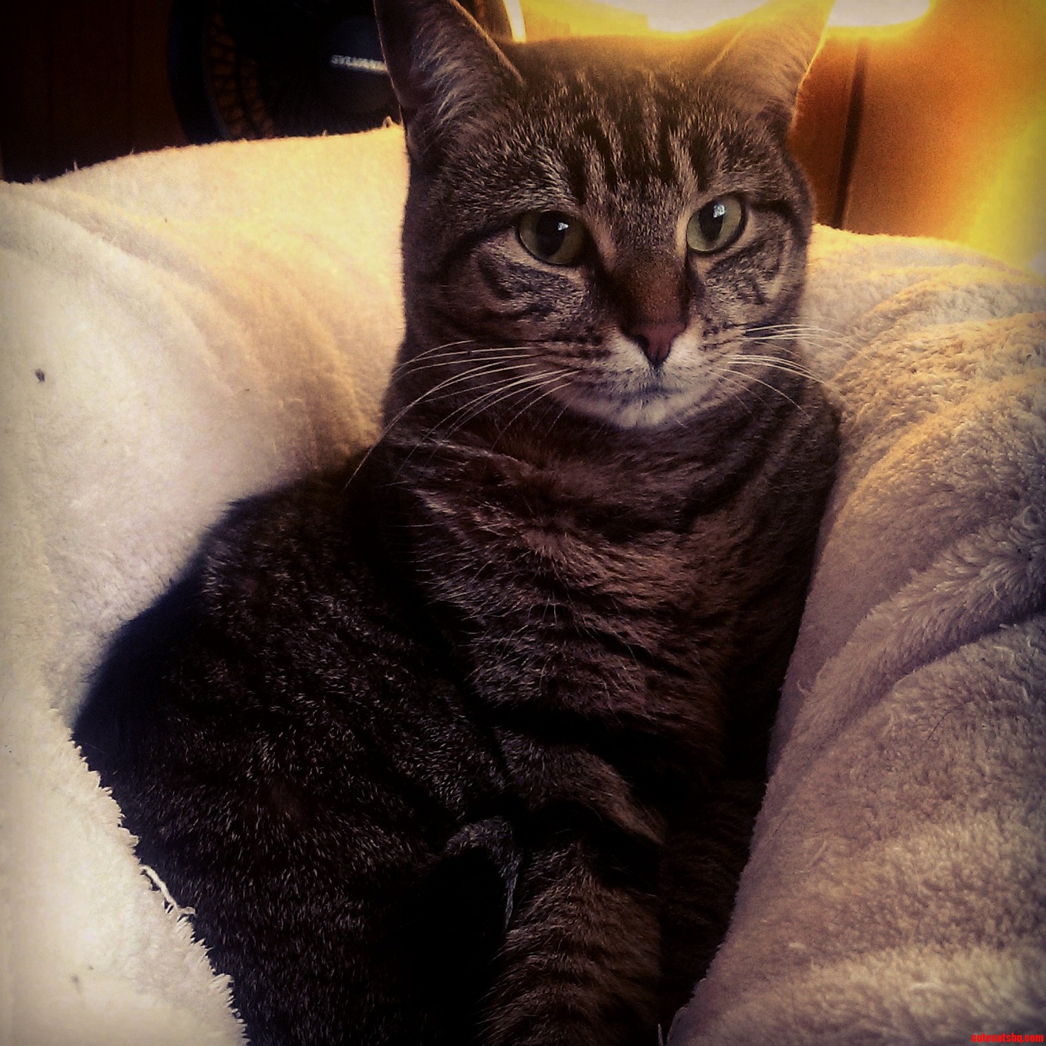 I Cant Lay Down Without This Lady Keeping Me Company. Though Im Pretty Sure Shes Just Here for the Blanket.