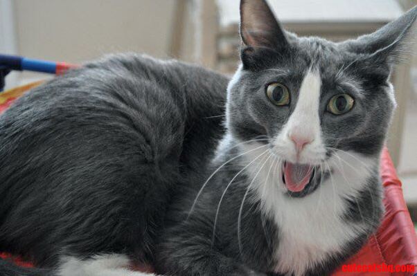 I Caught Loki Mid-yawn