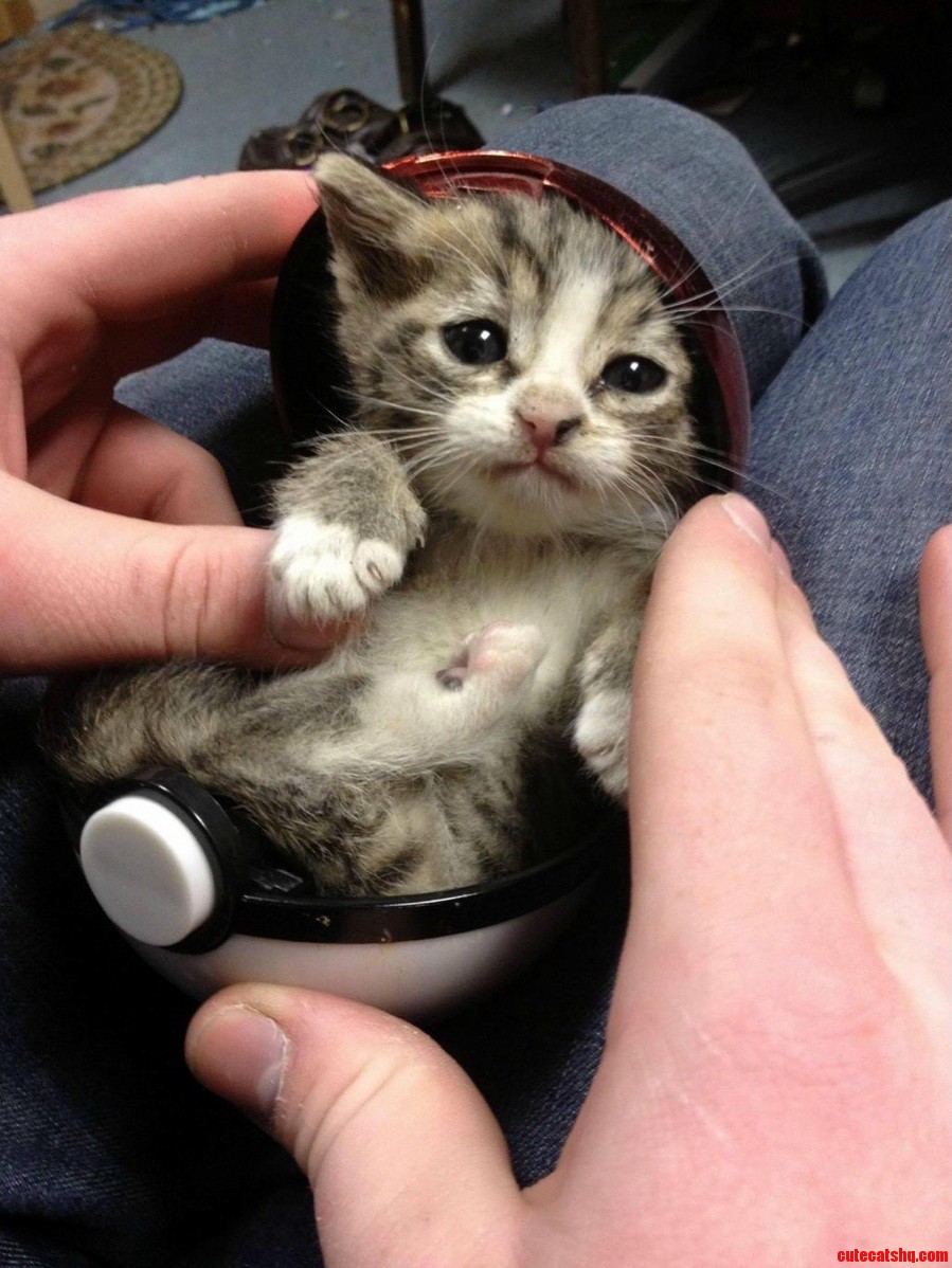 I Choose You Kitteh