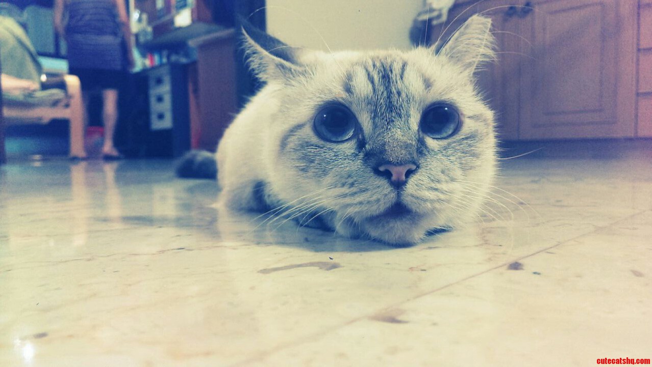 I Cold.. Can I Haz Snuggles