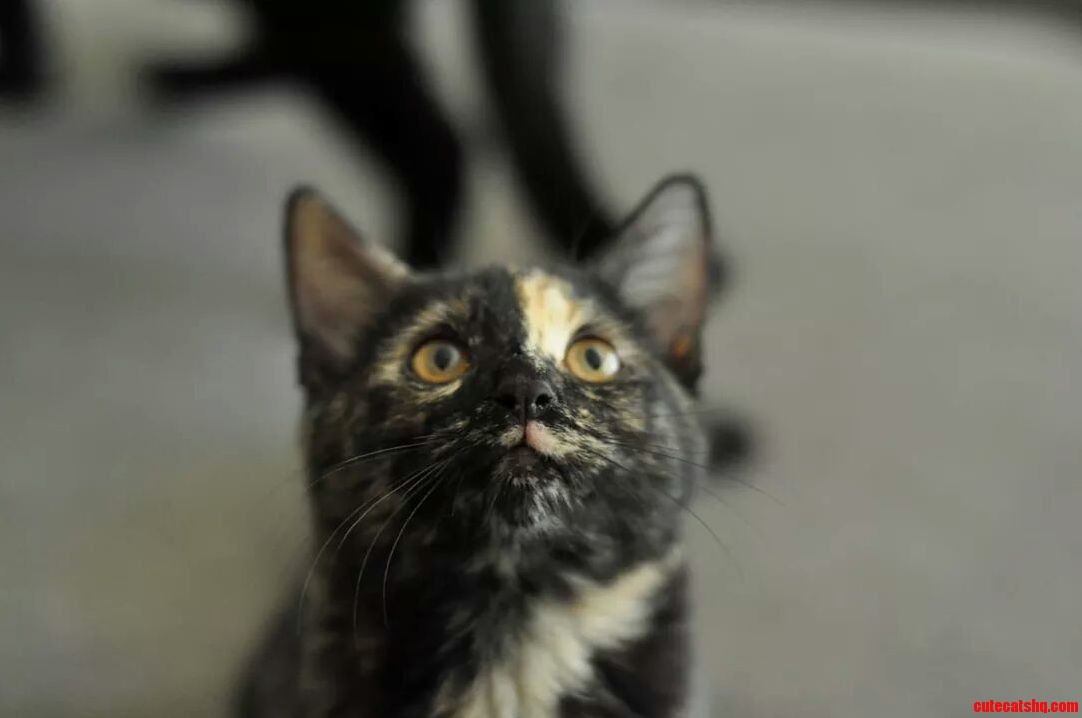 I Foster Failed. Meet Fivy