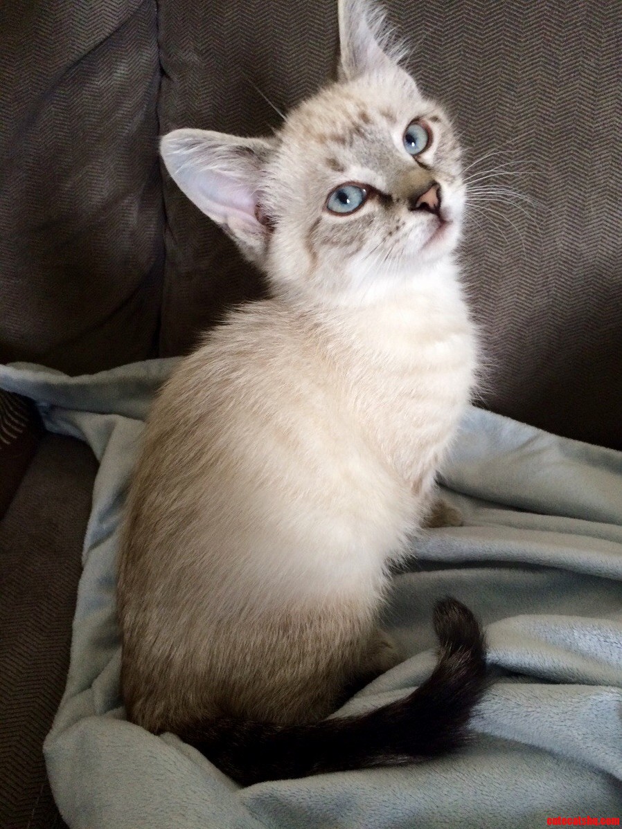 I Found the Most Beautiful Stray Kitten the Other Day