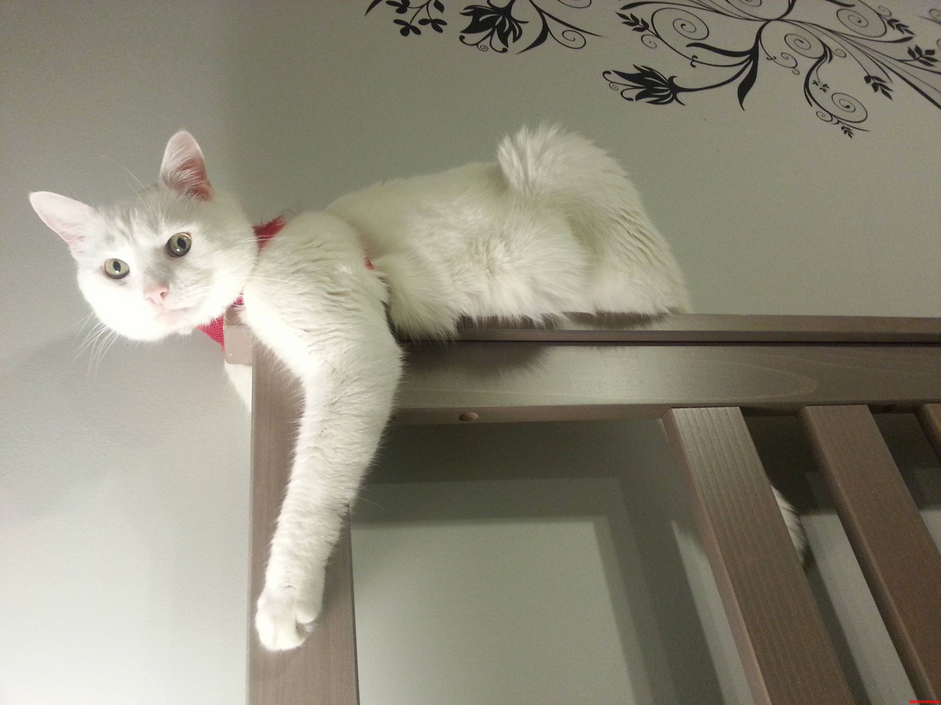 I Have a Feeling That He Will Be Using the Headboard to Pounce on My Face