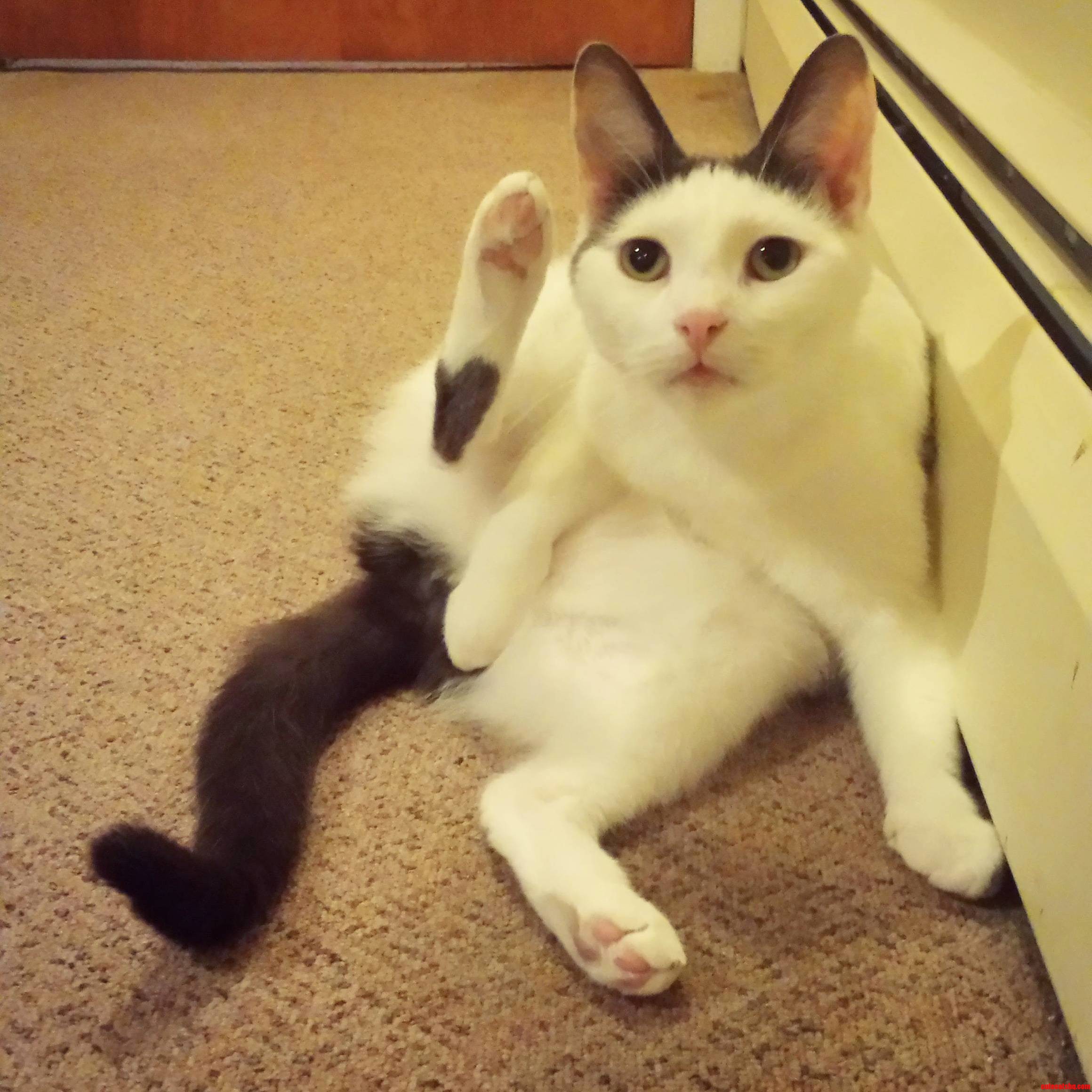 I Interrupted His Bath.