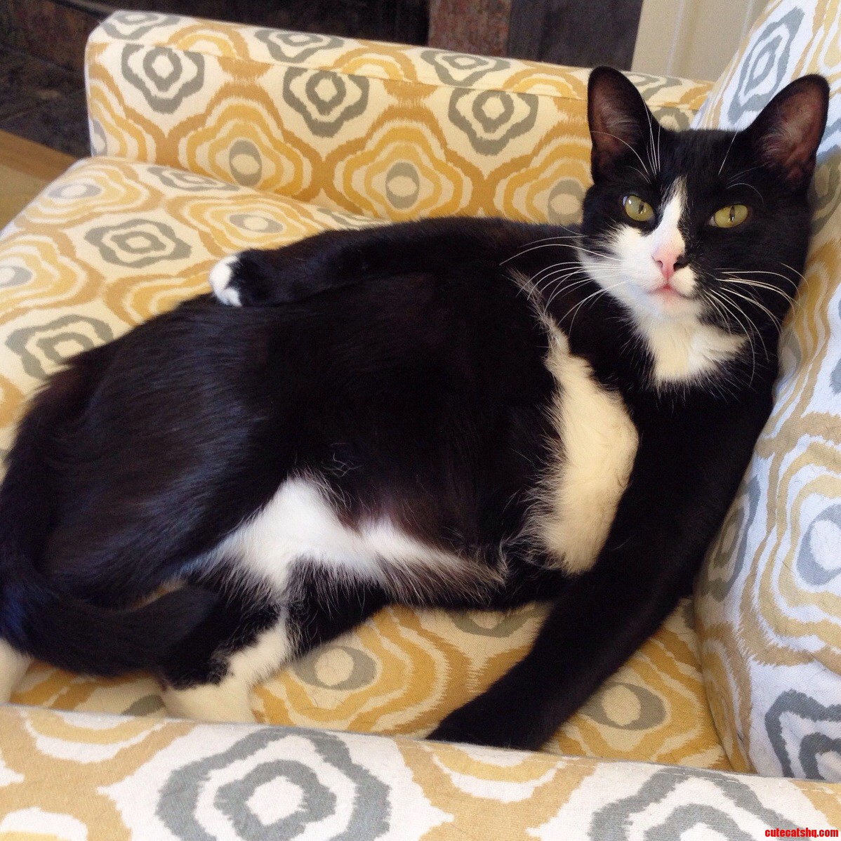 I Think My Cat Is Trying to Seduce Me.