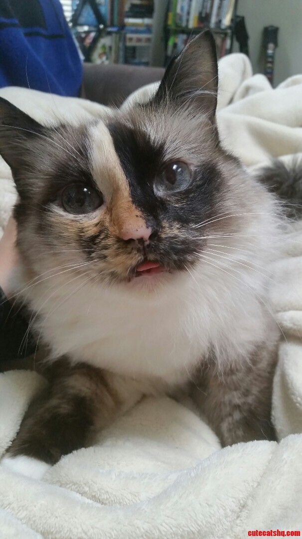 I Think My Cats Tongue Is Too Big for Her Mouth....