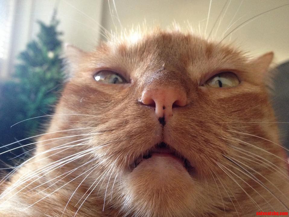 I Thought the Internet Would Like My Cat.