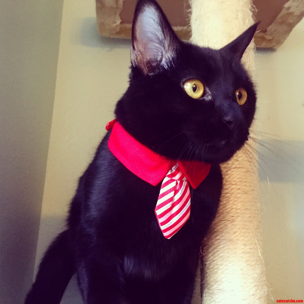 I Ve Got My Very Own Business Cat