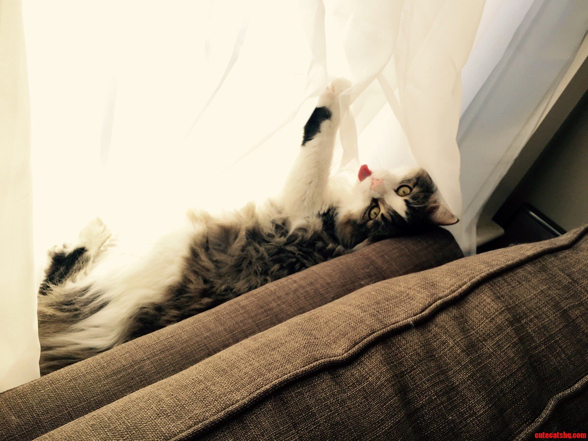 I Was Laying on My Couch When I Heard a Cat Noise Coming from Behind.