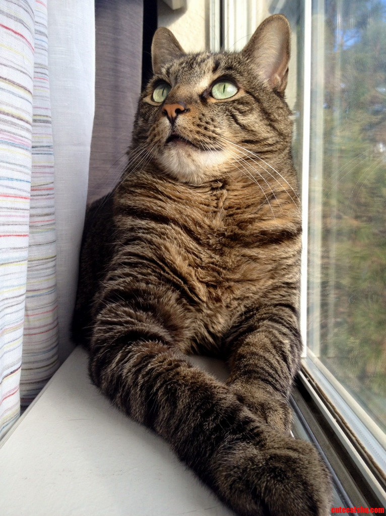Im Kinda Obsessed with My Cat.