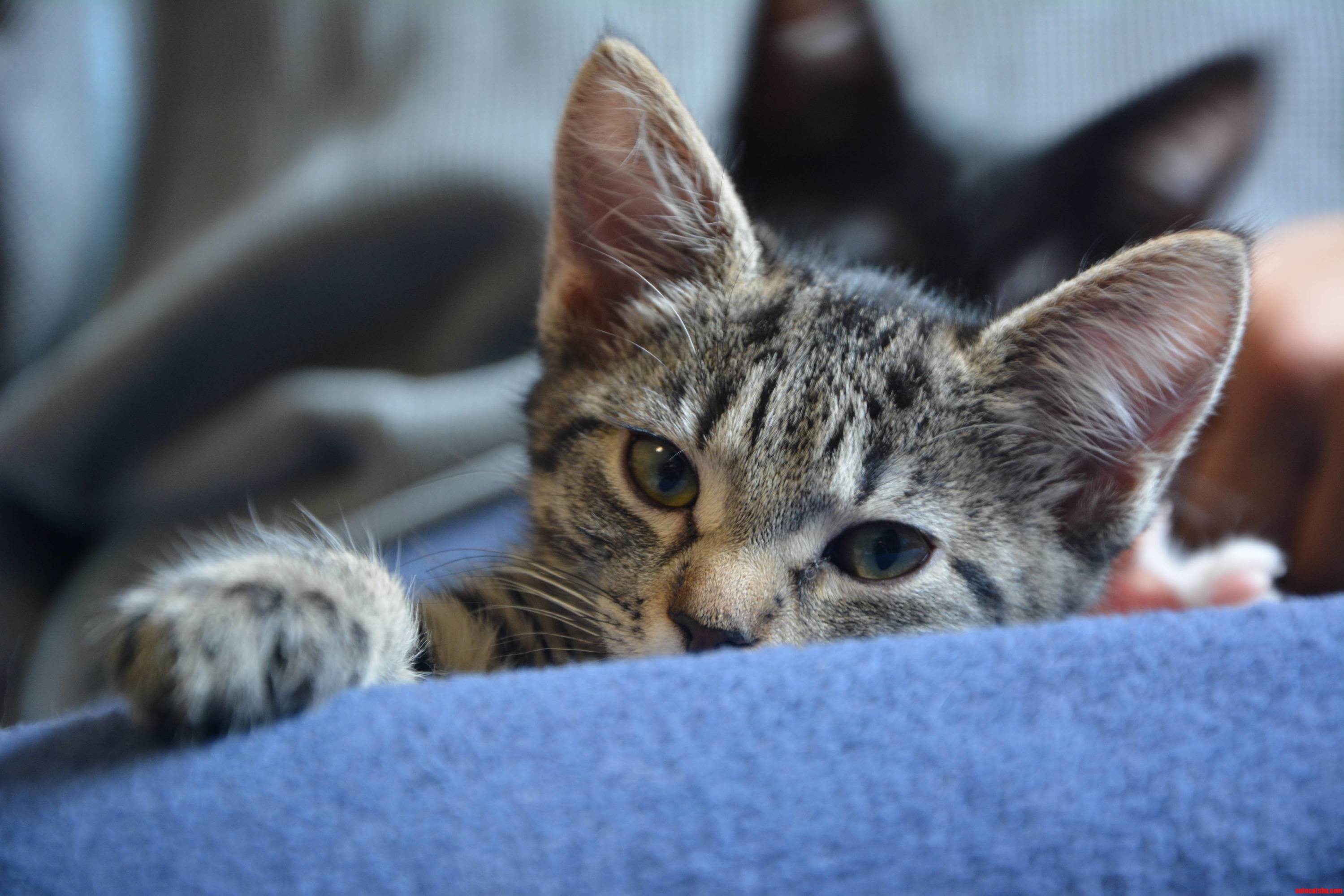 In-between Naps on Caturday