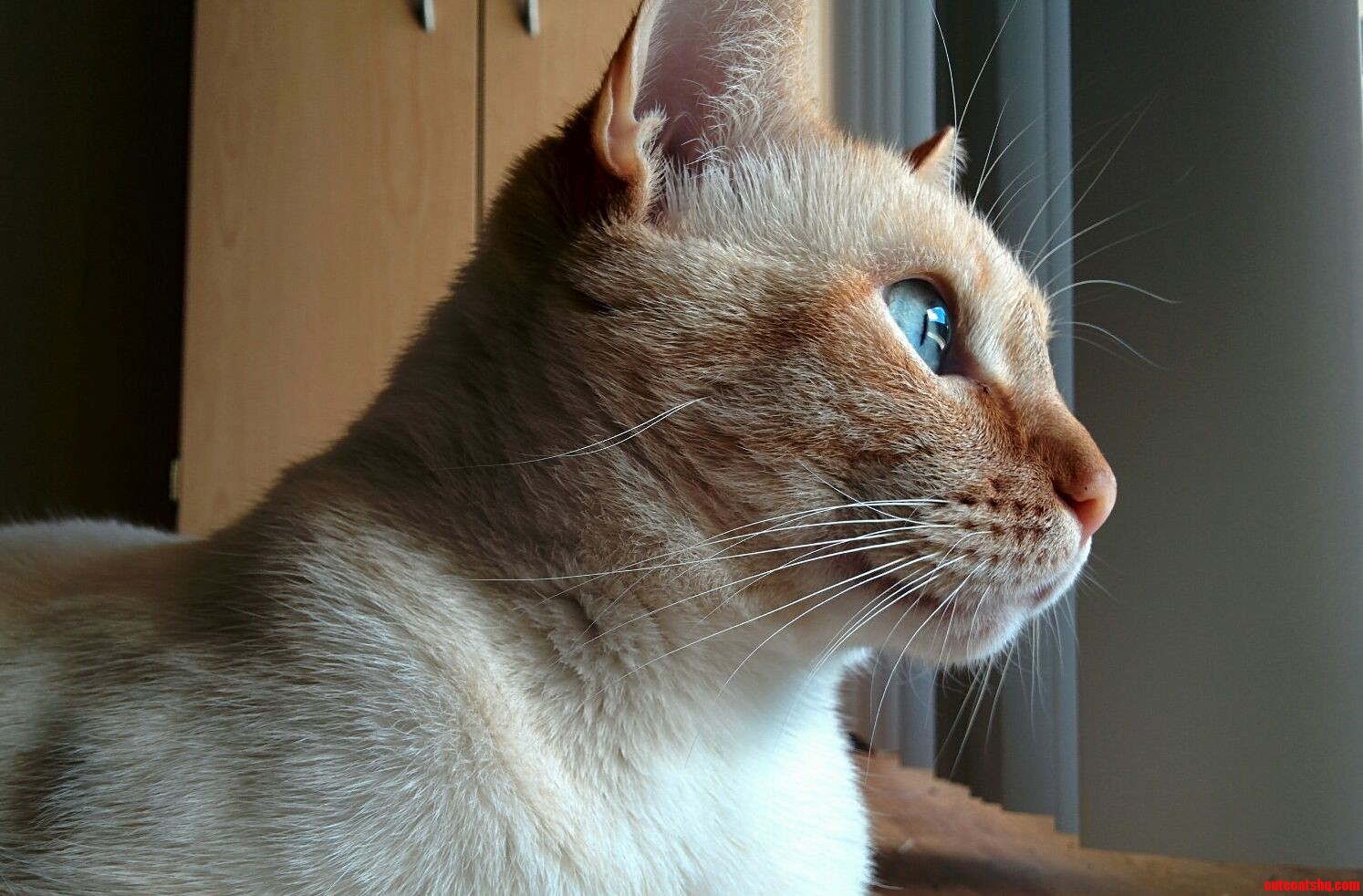 Indy Versus the Unreachable Bird.