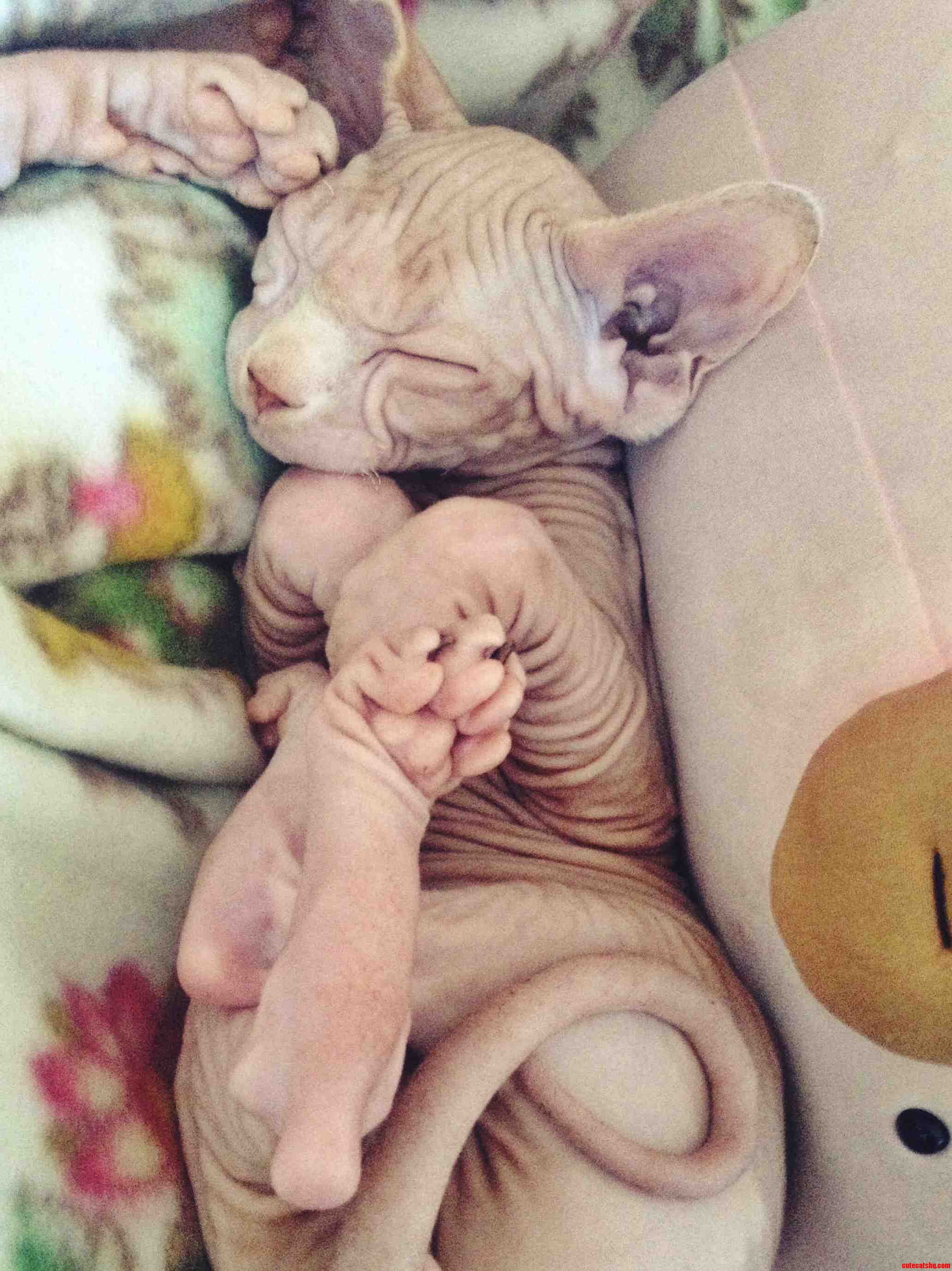 Introducing Boris the Sleepy Little Sphynx Kitten