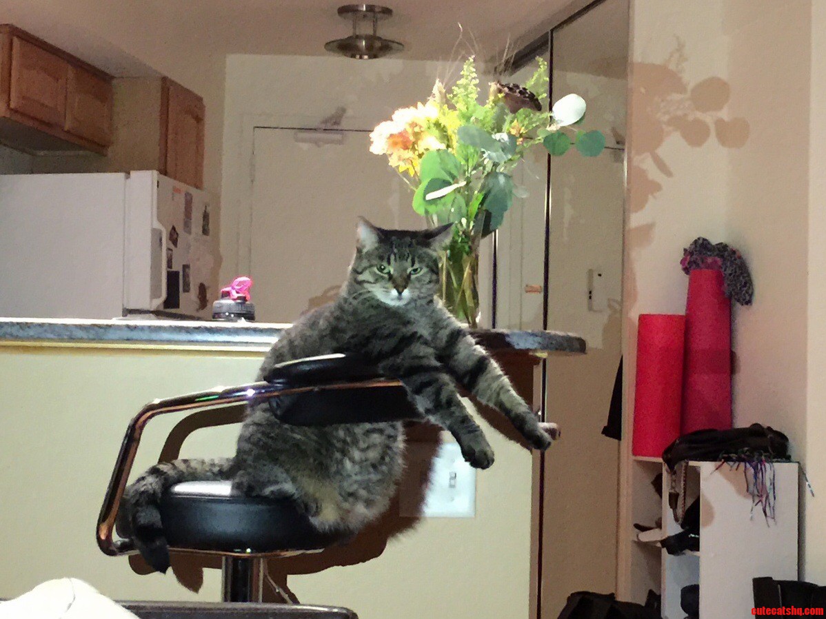 Invisible Piano Cat
