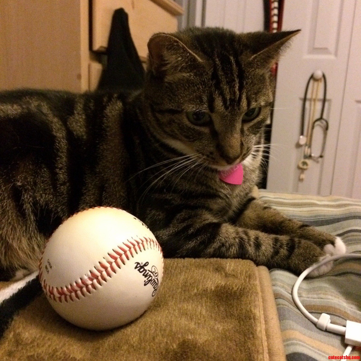 Is It Too Late for a National Cat Day Picture