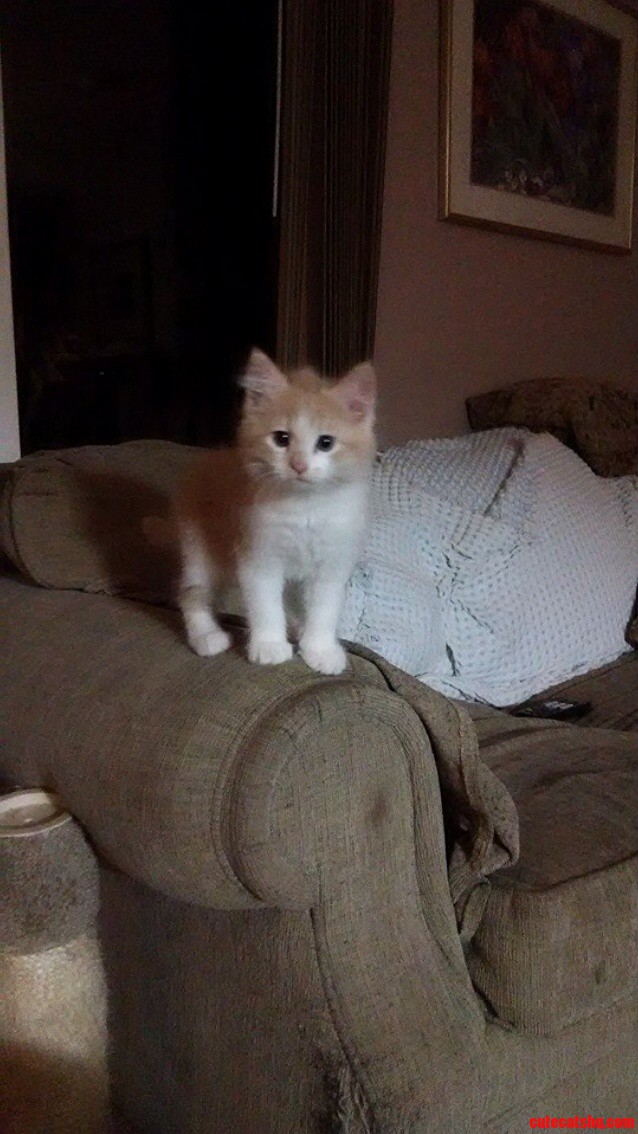 Is This a Long Haired Cat