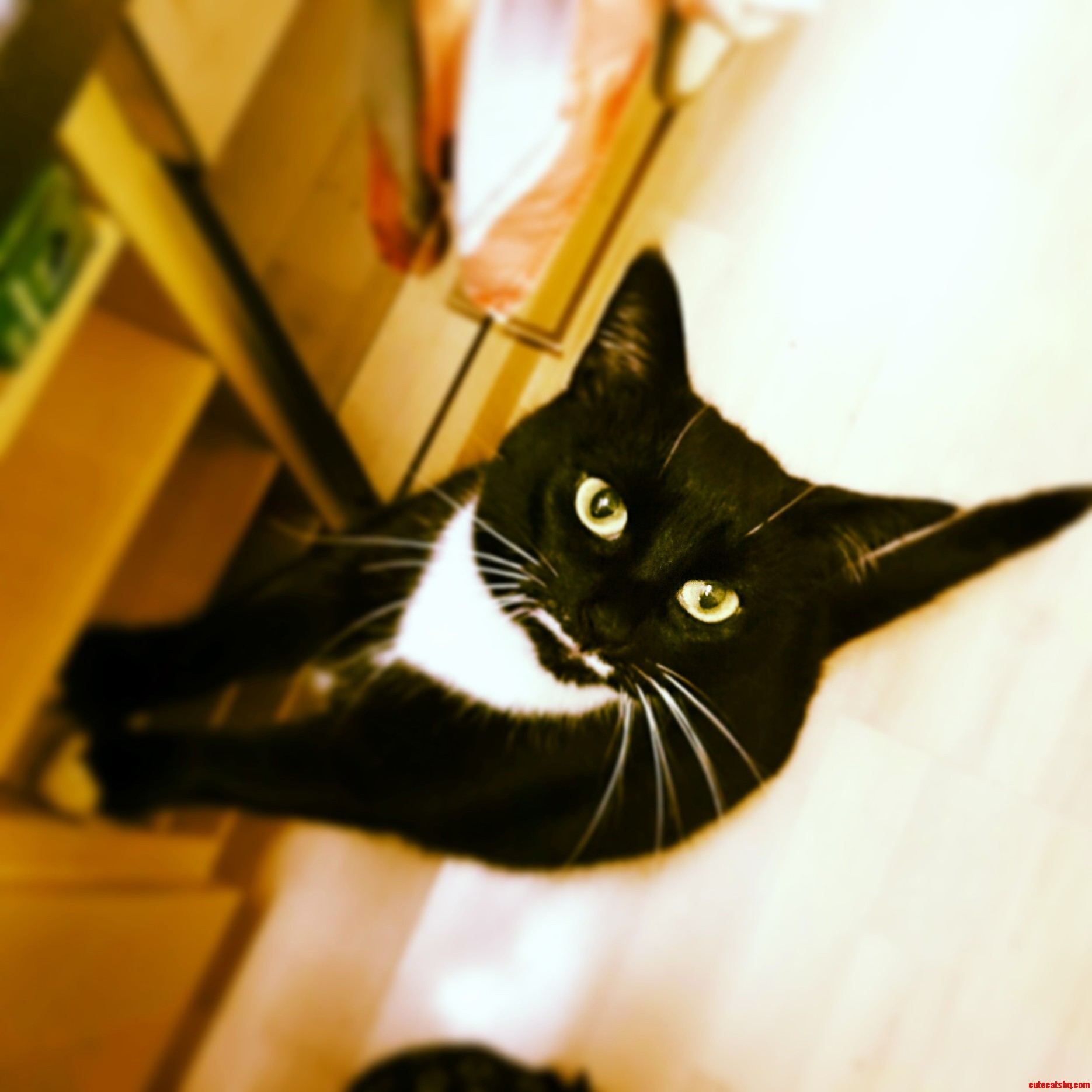 Its National Cat Day Give Me Chicken