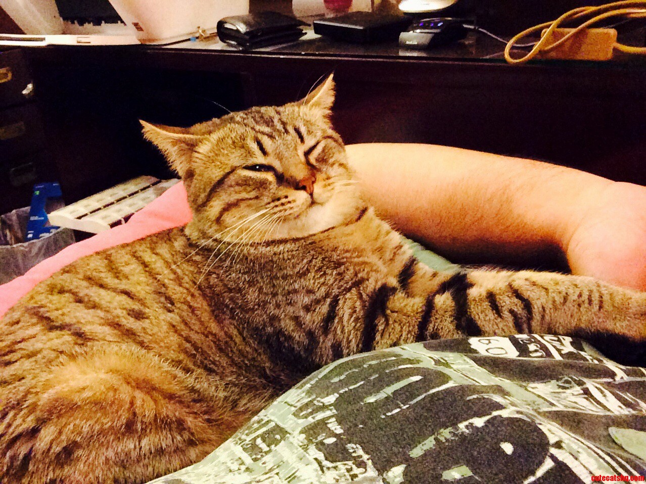 Jelly Starts to Go Flat the More You Pet Her
