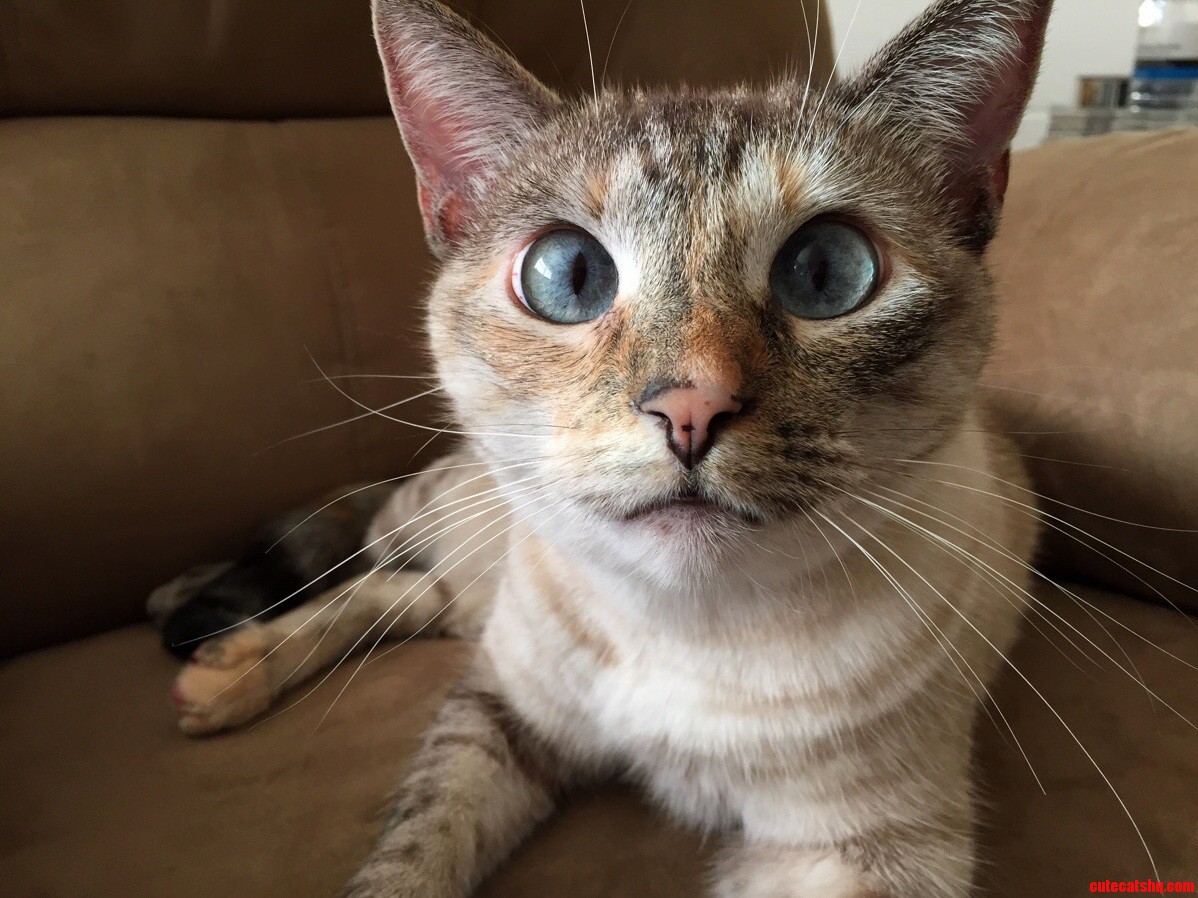 Juno Is Looking Especially Cute Today.