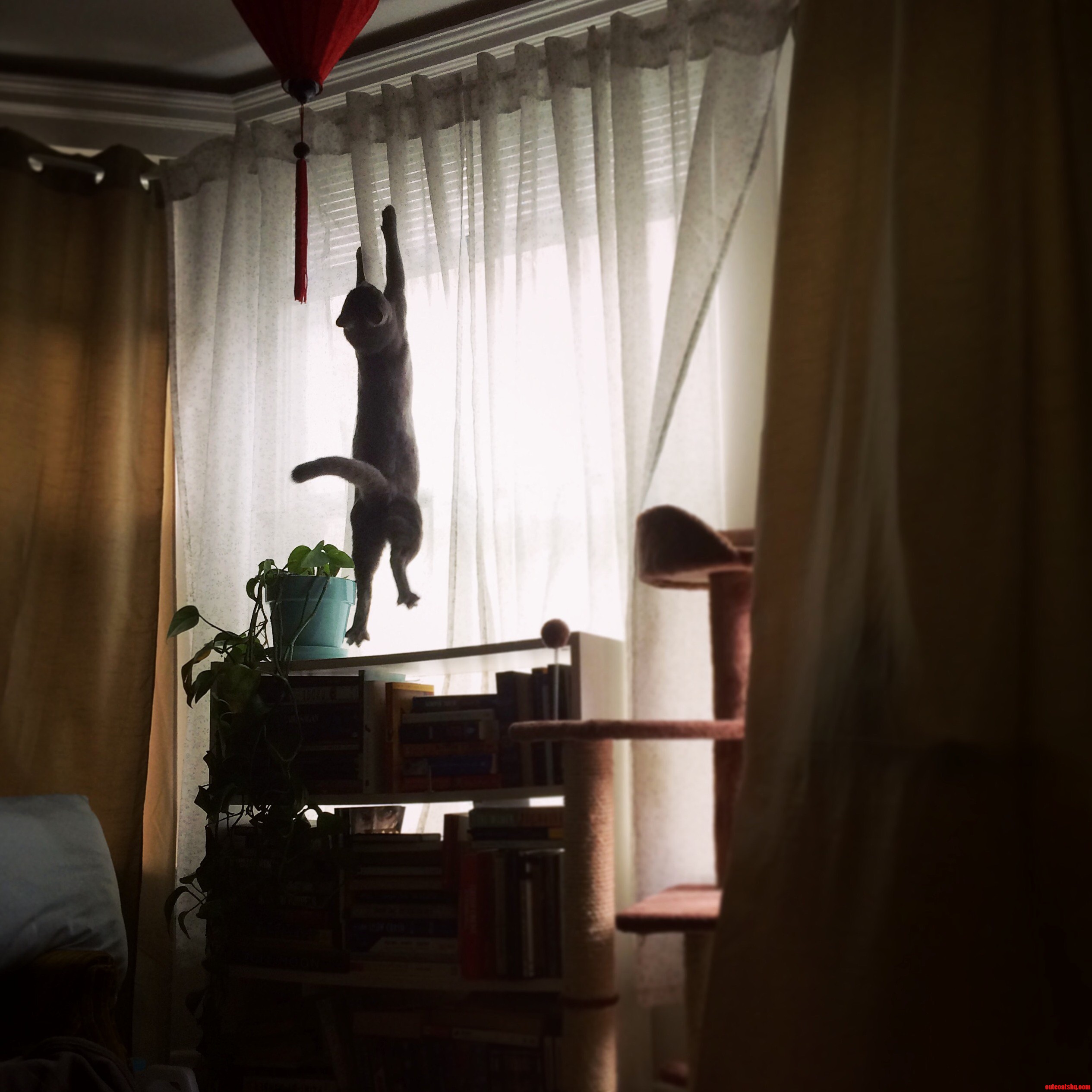 Just Doing Cat Things.