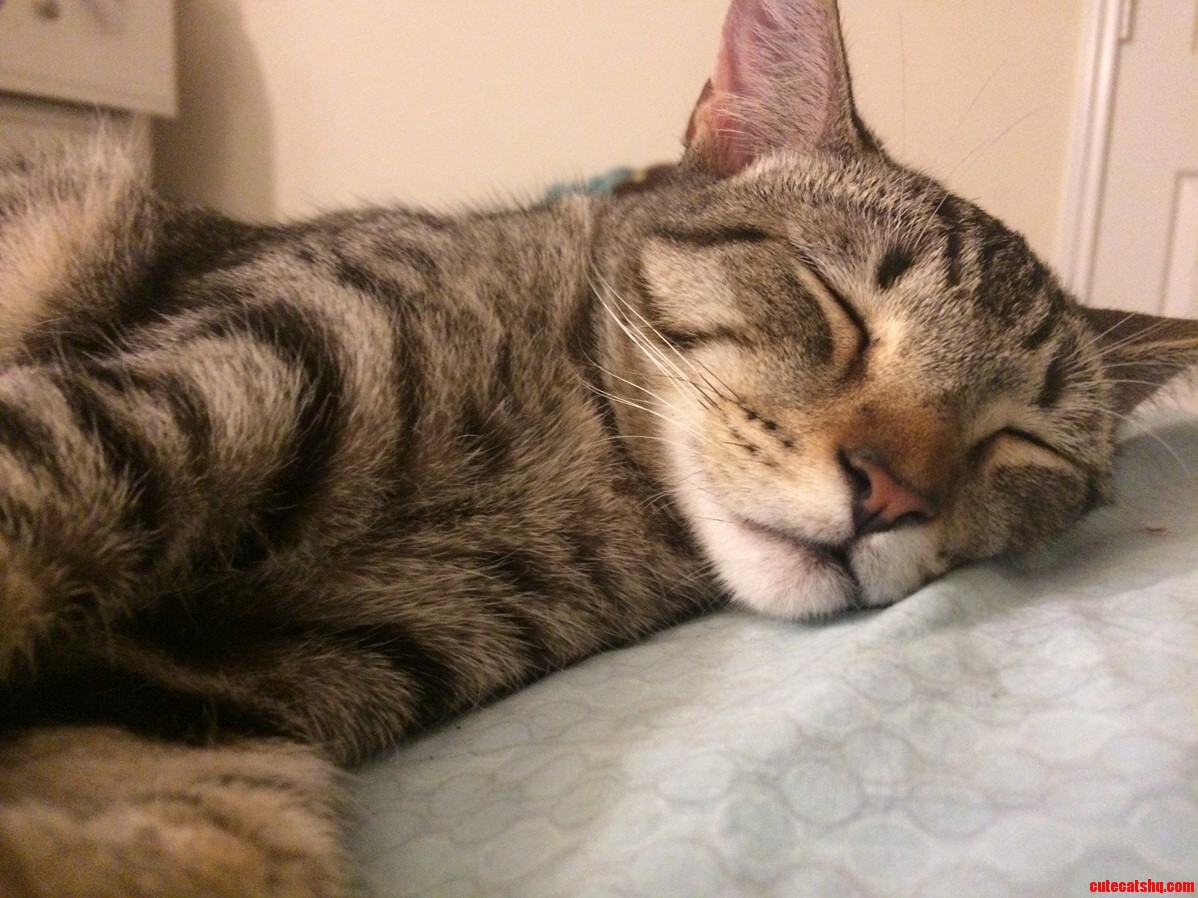 Kitten Navi Sure Does Love His Cat Naps