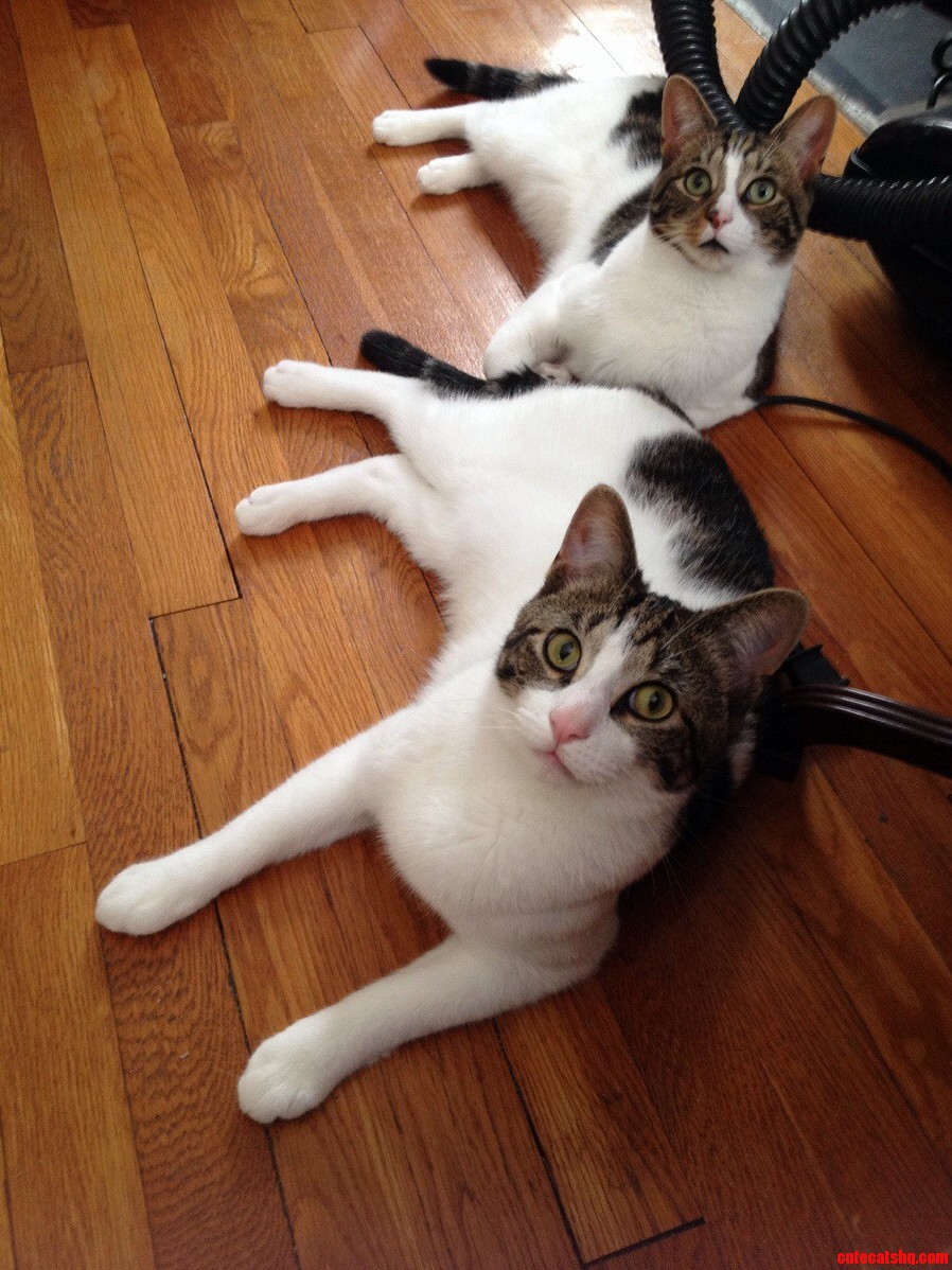 Kreacher and Dobby Looking Handsome and Healthy.