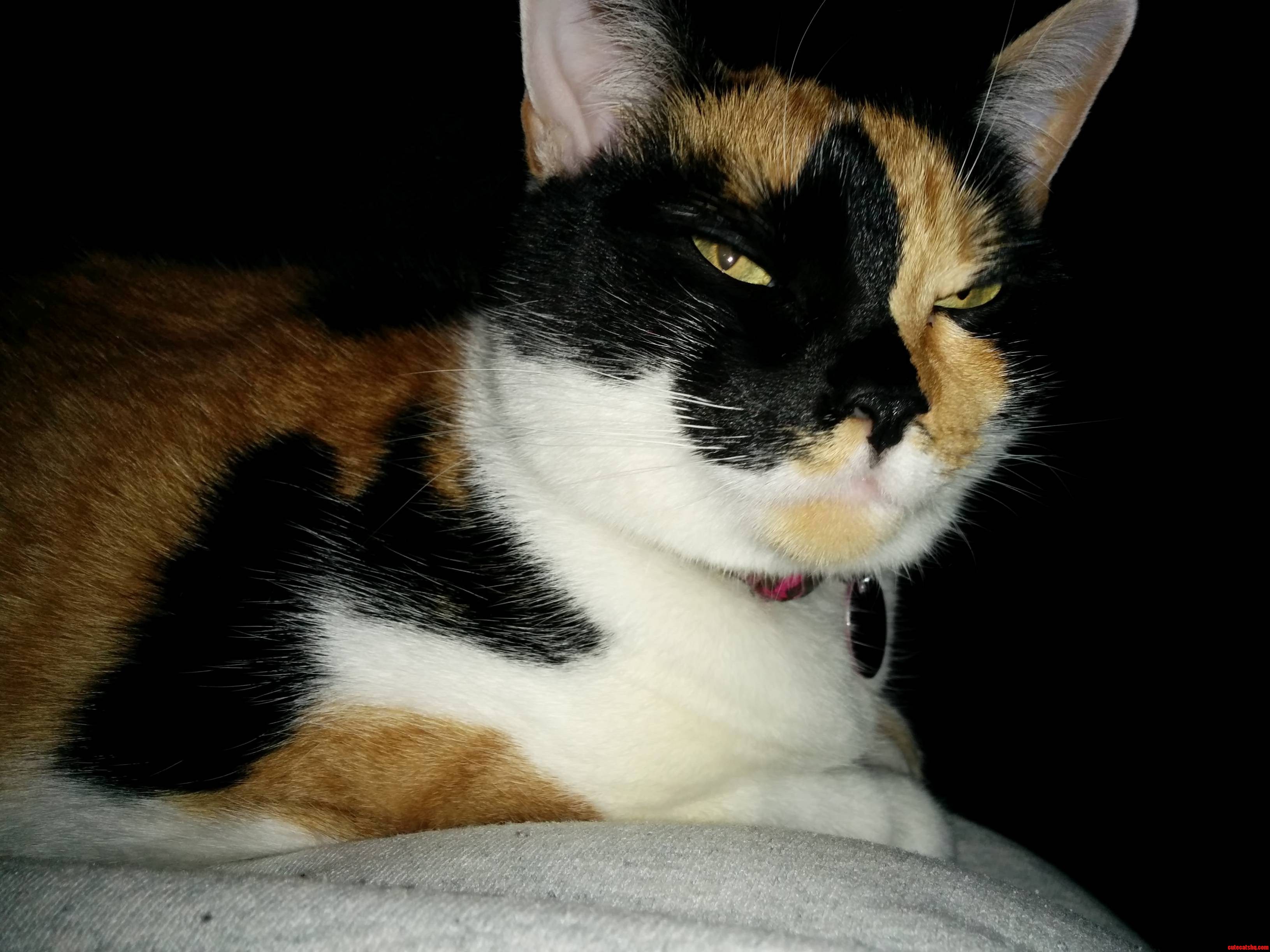 Lamb Chop Has Pretty Extreme Resting Face.