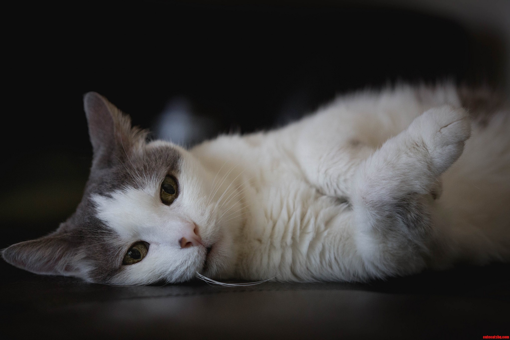 Lazy Sunday...