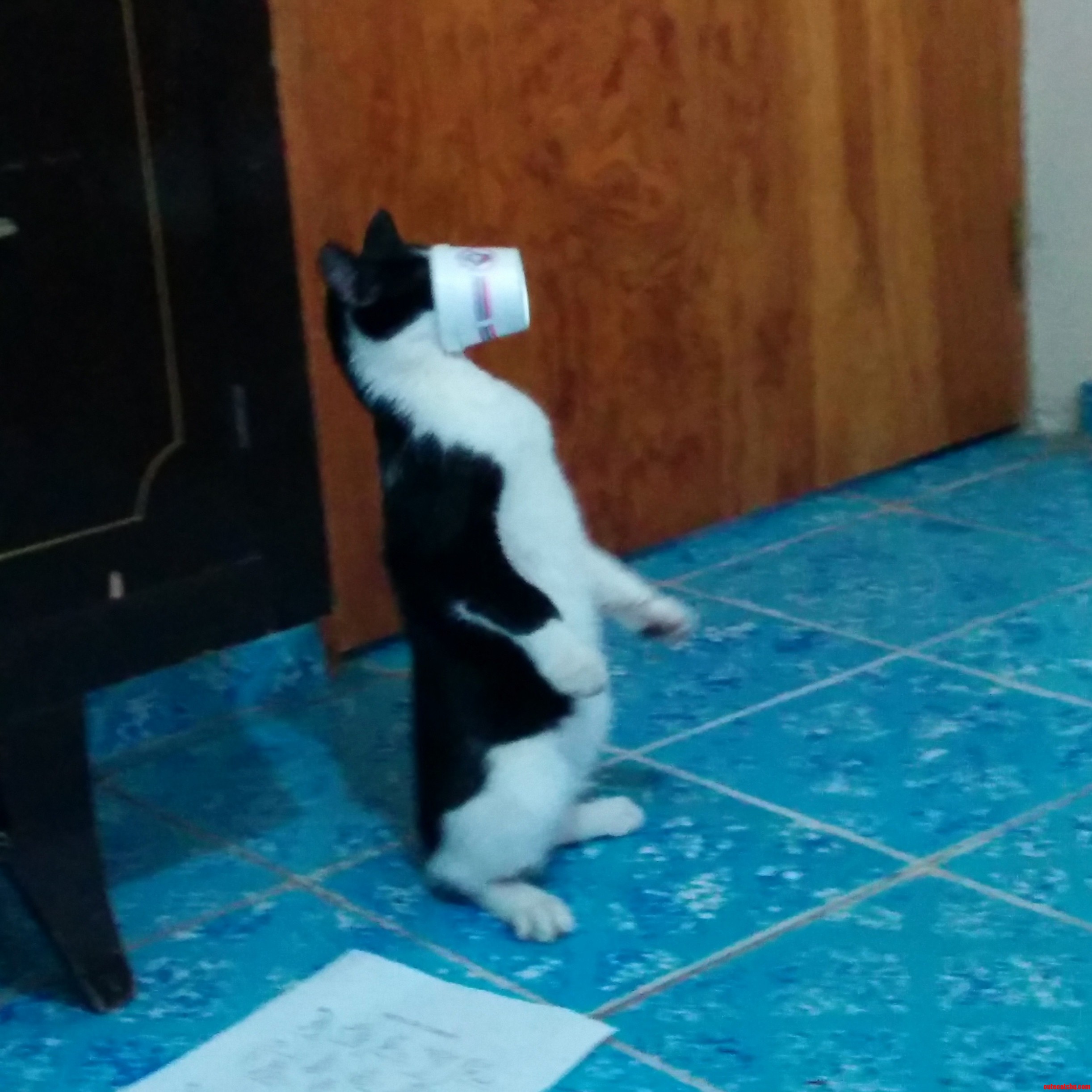 Liborio the Cat Likes Ice Cream