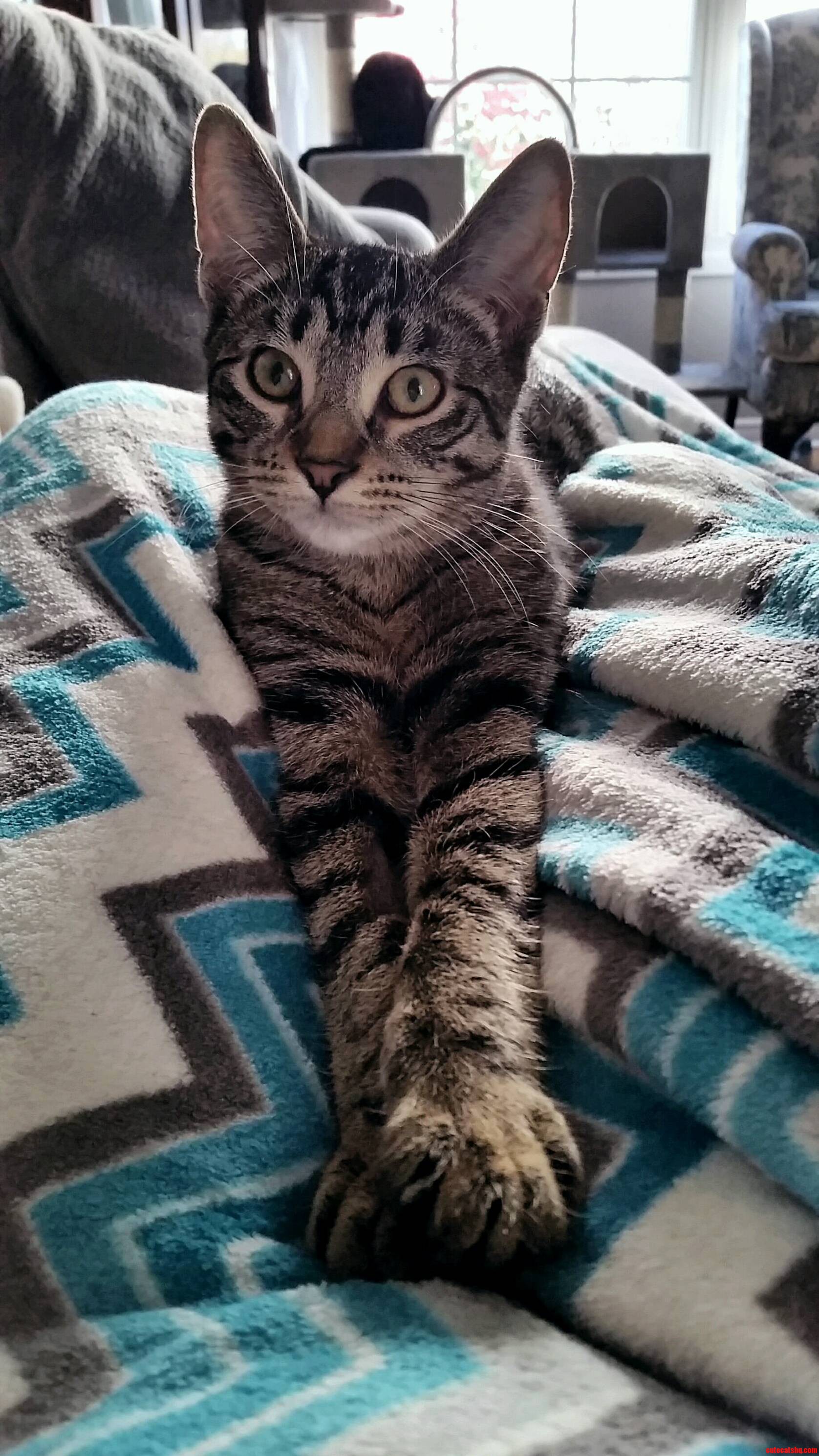 Lila