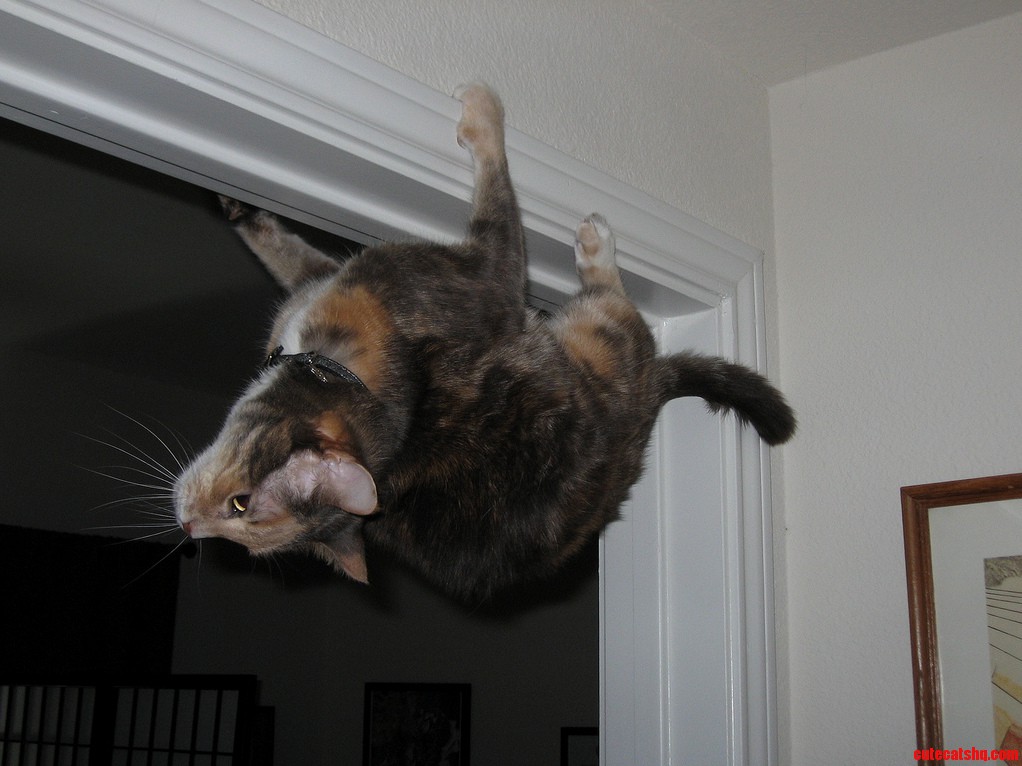 Limited Edition Anti-gravity Cat