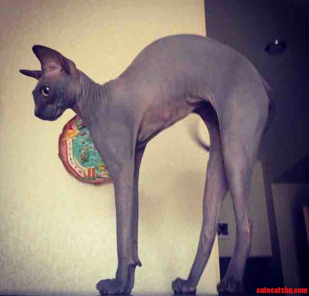 Long Cat Is Long.