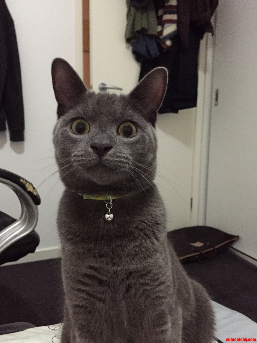 Looooook Into My Kitty Eyes......
