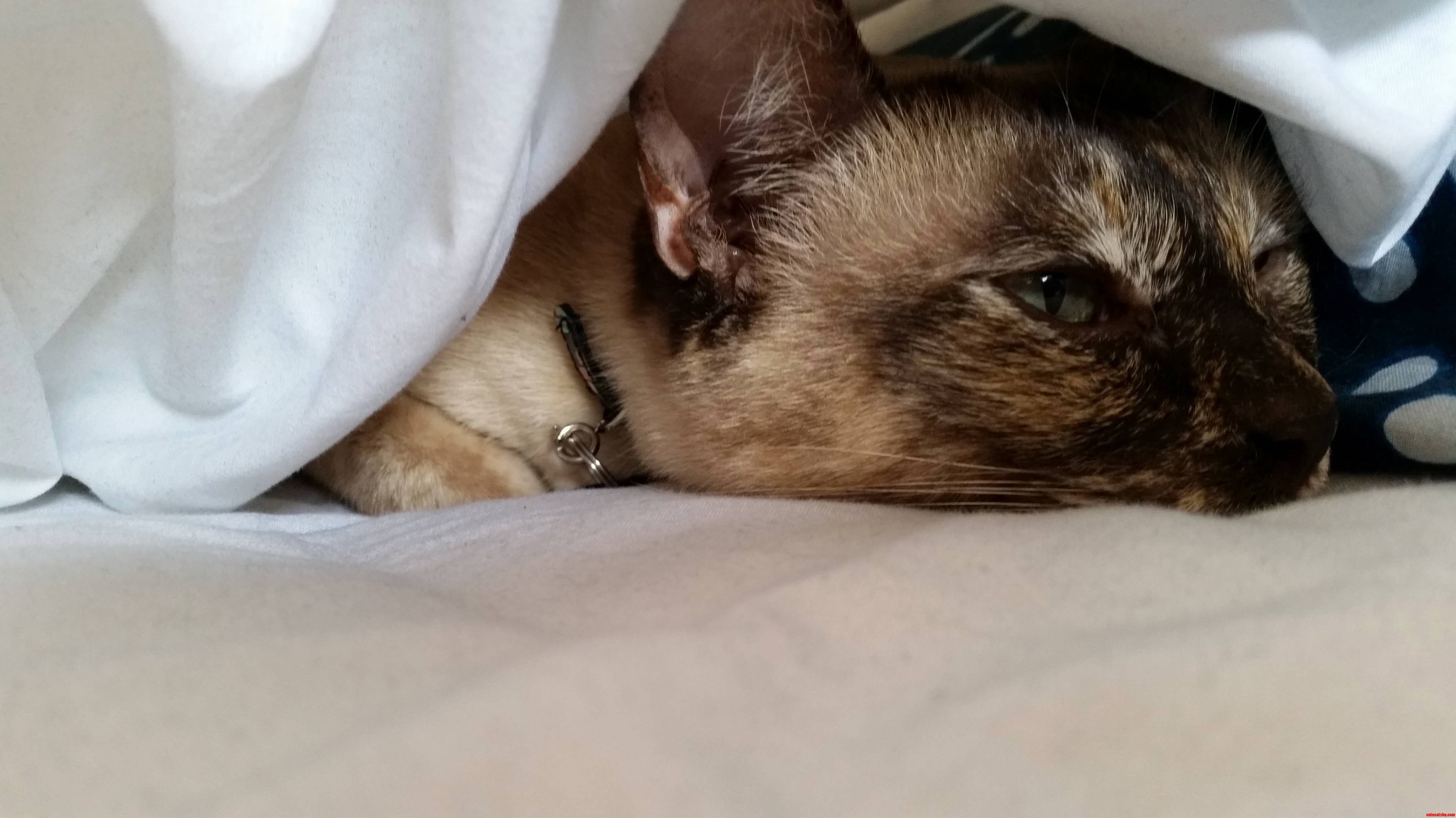 Lost in Her Own Little Cat Thoughts