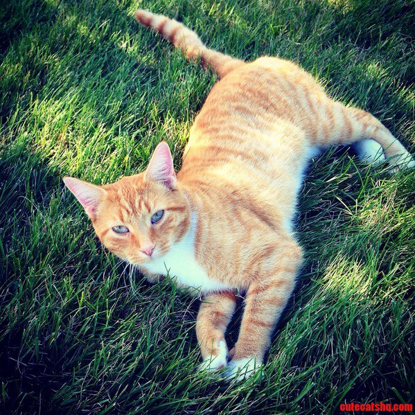 Louie the Ginger
