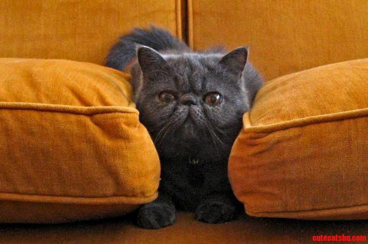 Louis Fits Between the Couch Cushions and Thinks Hes Invisible