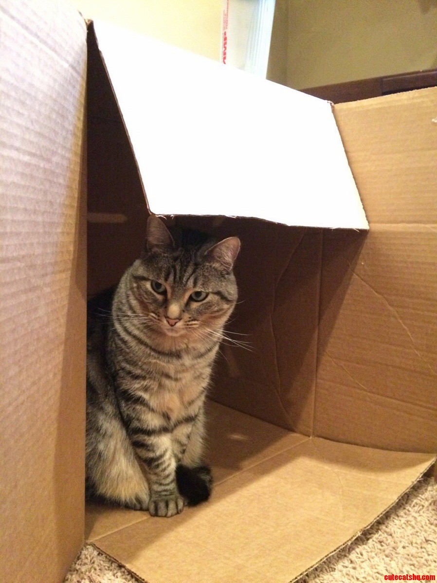 Love My Cat Even Though Im Convinced He Hates Me 95 of the Time.