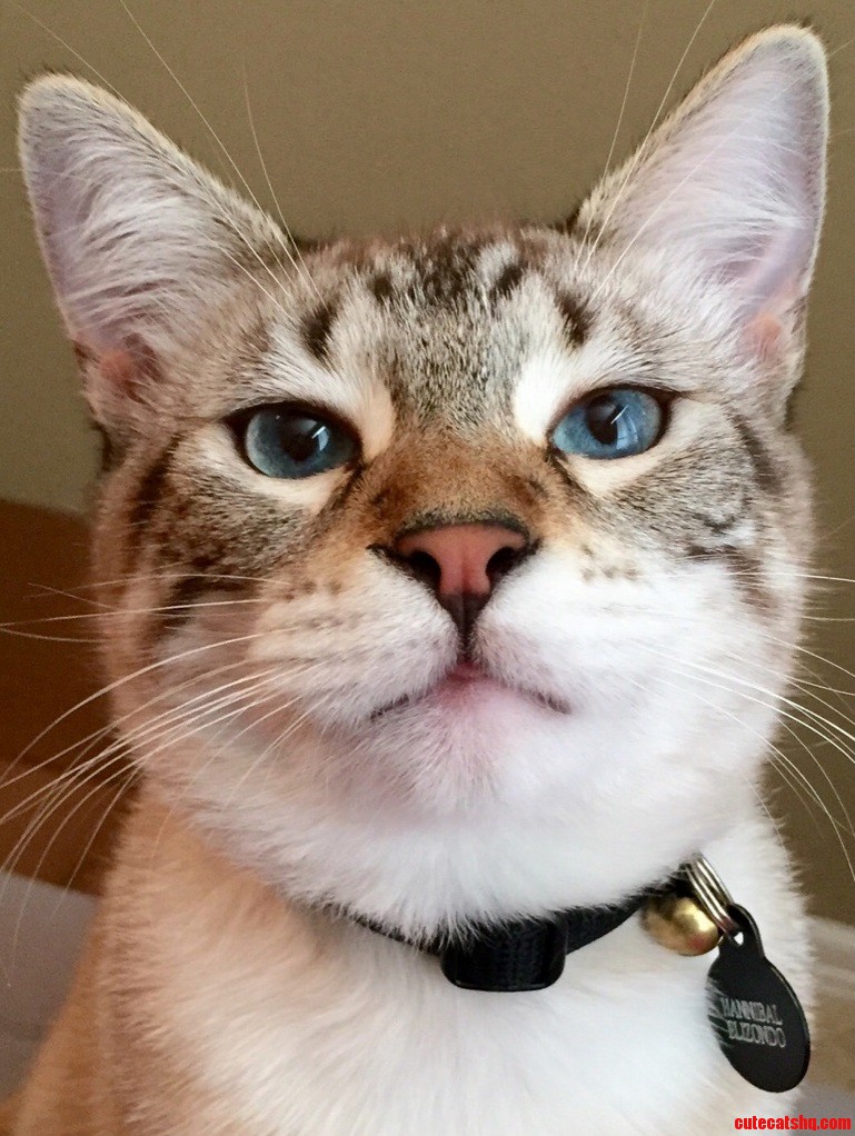 Lynx Point Siamese Tabby Siamese