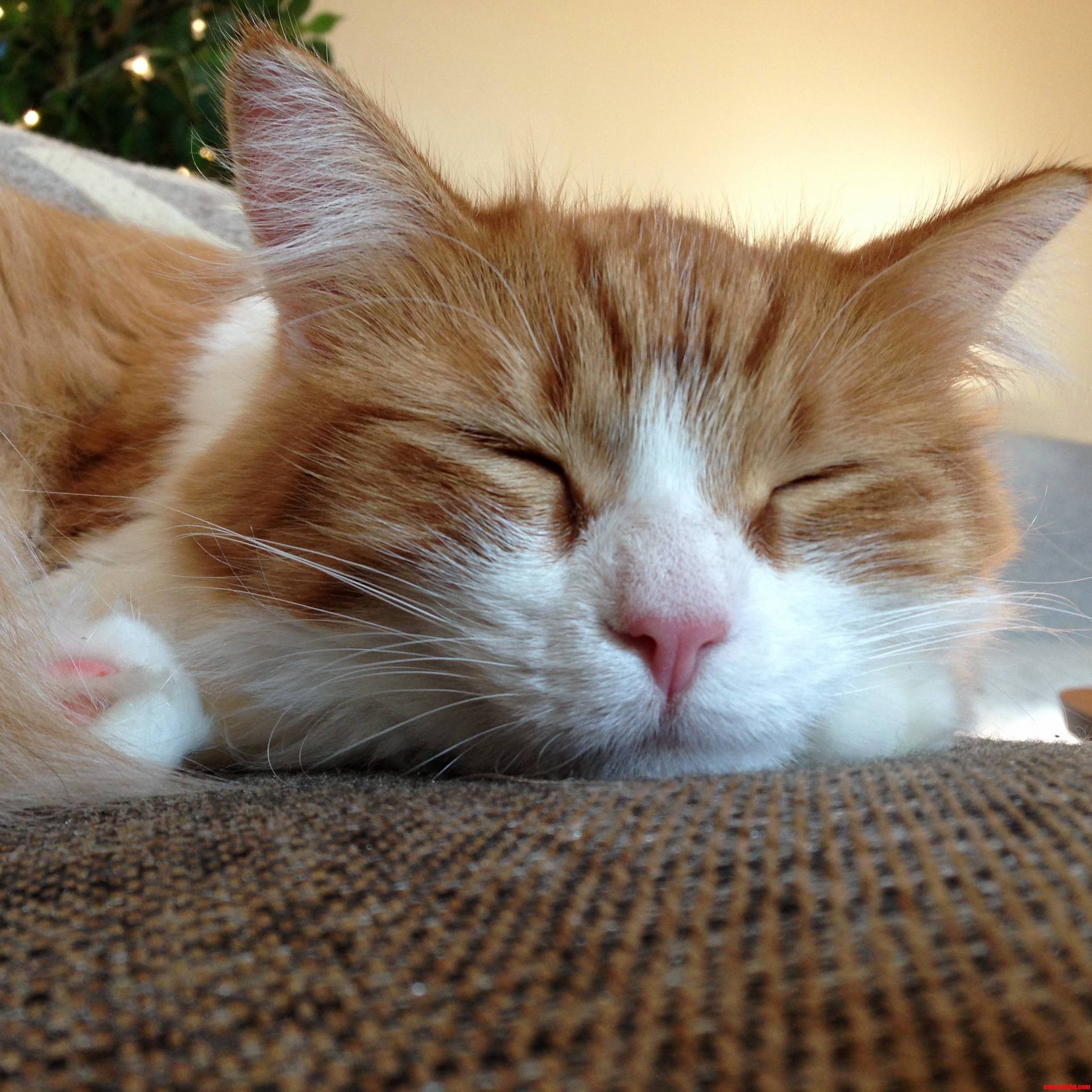 Managed to Sneak Up on Emerson During a Cat Nap 3