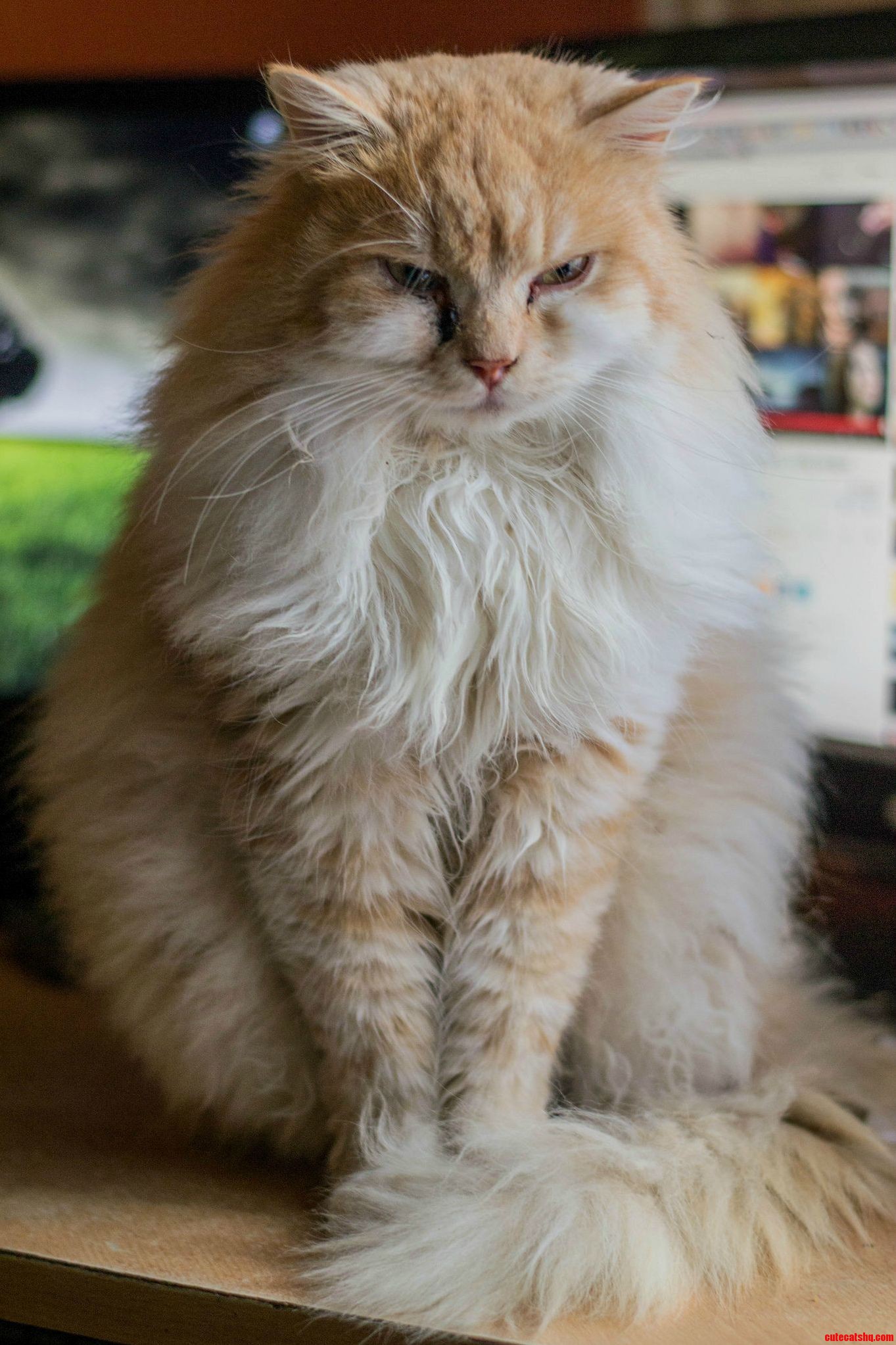 Max Destroyer of Worlds...erm Couches.