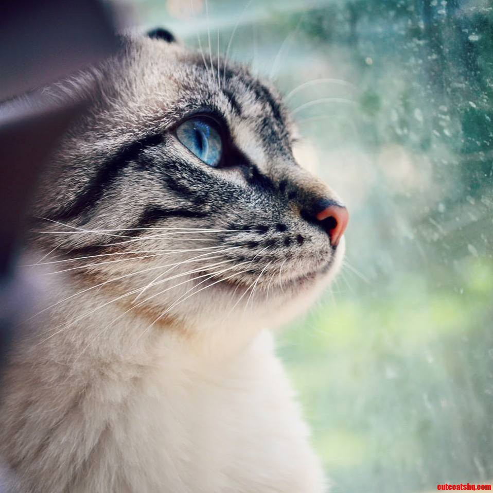 Meeko Is a Beauty